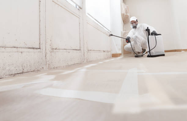 24/7 Emergency Basement Mold Removal experts in Linden, NJ