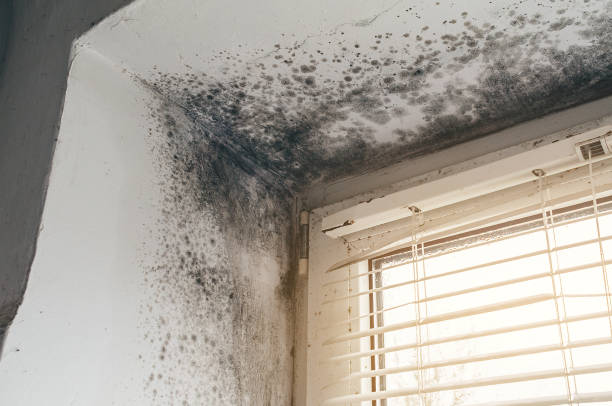 Affordable Basement Mold Removal solutions in Linden, NJ