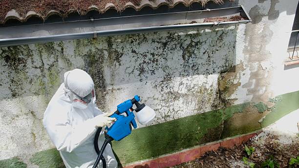 Top rated local Basement Mold Removal specialists in Linden, NJ